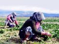 tarımsal üretimi 65 yaş önlemleri vurdu 