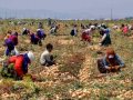 korona günlerinde tarım işçilerini savunmak