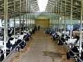 yem fiyatları artıyor et ve süt üretimi azalıyor