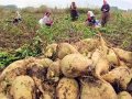 melas ithalatında vergi sıfırlandı