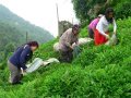 Çiftçi-Sen çay hasadının yapılması sağlanmalıdır 