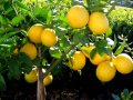 limonda yanlış hesap