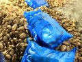 patates üretiminin başkentine patates ithali  