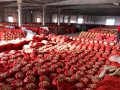 İhracat izni olmadığı için patates ve soğan tarlada çürüyor  