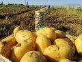bir ton patates bir çeyrek altın etmiyor