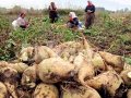 şeker pancarı üreticileri açıklanan fiyata tepkili 