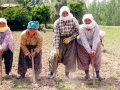 vergi ve SGK yapılandırma paketinde çiftçi borçlarına yer yok 