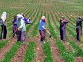 genç çiftçi köyleri boşaltıyor 