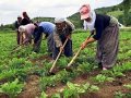 tarımda çalışan kadınlar sadaka değil güvence istiyorlar 
