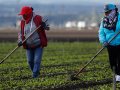 ABD tarım sektöründe 'modern kölelik'