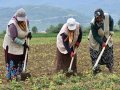 Tahıl üretimi 2021 yılında düştü