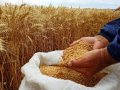 ekmeklik buğday fiyatı nereye 
