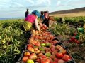 kasım ayında üretici ile market arasındaki fiyat farkı 9 kata yaklaştı 