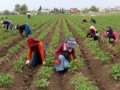 tarımda üretici enflasyonu 34 ayın zirvesinde 