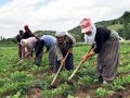 Küçük üreticiler üretimden çekildi
