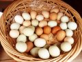 YUM-BİR: Yumurta fiyatını zincir marketler belirliyor