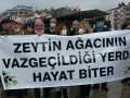 Zeytinlikleri yok edecek yönetmeliğe 'dur' kararı