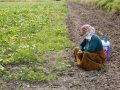 Tarımda maliyetler zirve yaptı