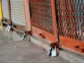 Esnaf kepenk indiriyor
