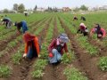 Tarım girdileri zirveden inmiyor!