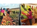 Üretici market fiyat farkı yüzde 400’ü buldu