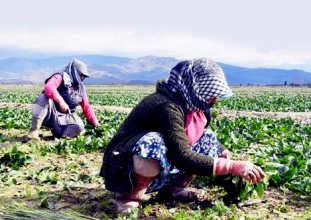tarımsal üretimi 65 yaş önlemleri vurdu
