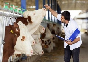Veteriner hekimsiz sağlık ve refah olmaz  