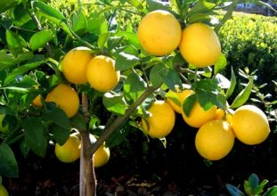 limonda yanlış hesap
