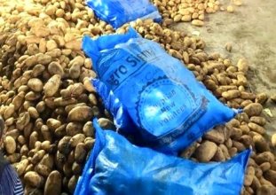 patates üretiminin başkentine patates ithali  
