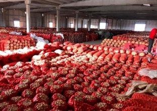 İhracat izni olmadığı için patates ve soğan tarlada çürüyor