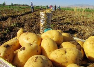 bir ton patates bir çeyrek altın etmiyor