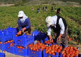 domates üretimi dolar artışından olumsuz etkilendi