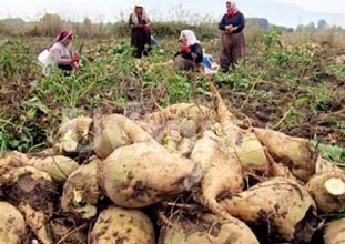şeker pancarı üreticileri açıklanan fiyata tepkili