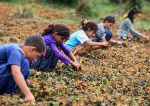 yüzbinlerce çocuk eğitimi bıraktı işçi oldu  