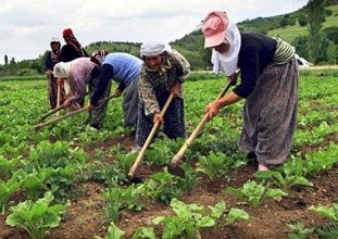 tarımda çalışan kadınlar sadaka değil güvence istiyorlar 