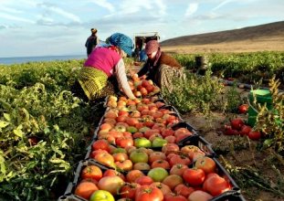 kasım ayında üretici ile market arasındaki fiyat farkı 9 kata yaklaştı 