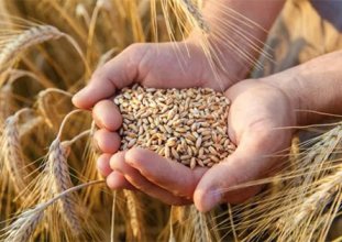 50 liralık desteğin 1 kilo buğday maliyetine etkisi kaç lira olacak?