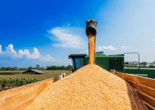 Ukrayna tahıl ihracını yasakladı