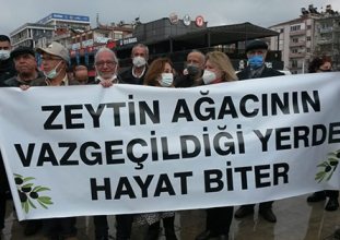Zeytinlikleri yok edecek yönetmeliğe 'dur' kararı