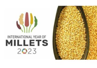 BM 2023 Uluslararası Darı Yılı