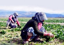 tarımsal üretimi 65 yaş önlemleri vurdu 