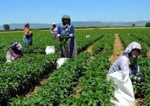 uygulamalar çiftçiyi tarımdan uzaklaştırıyor  