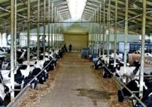 yem fiyatları artıyor et ve süt üretimi azalıyor