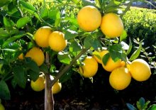 limonda yanlış hesap