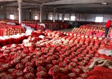 İhracat izni olmadığı için patates ve soğan tarlada çürüyor  