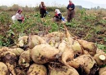 şeker pancarı üreticileri açıklanan fiyata tepkili 