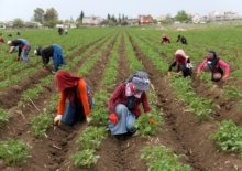 tarımda üretici enflasyonu 34 ayın zirvesinde 